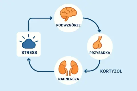 Cykl reakcji na stres: podwzgórze, przysadka, nadnercza i kortyzol. Zrozumienie tego mechanizmu to pierwszy krok do walki ze stresem.