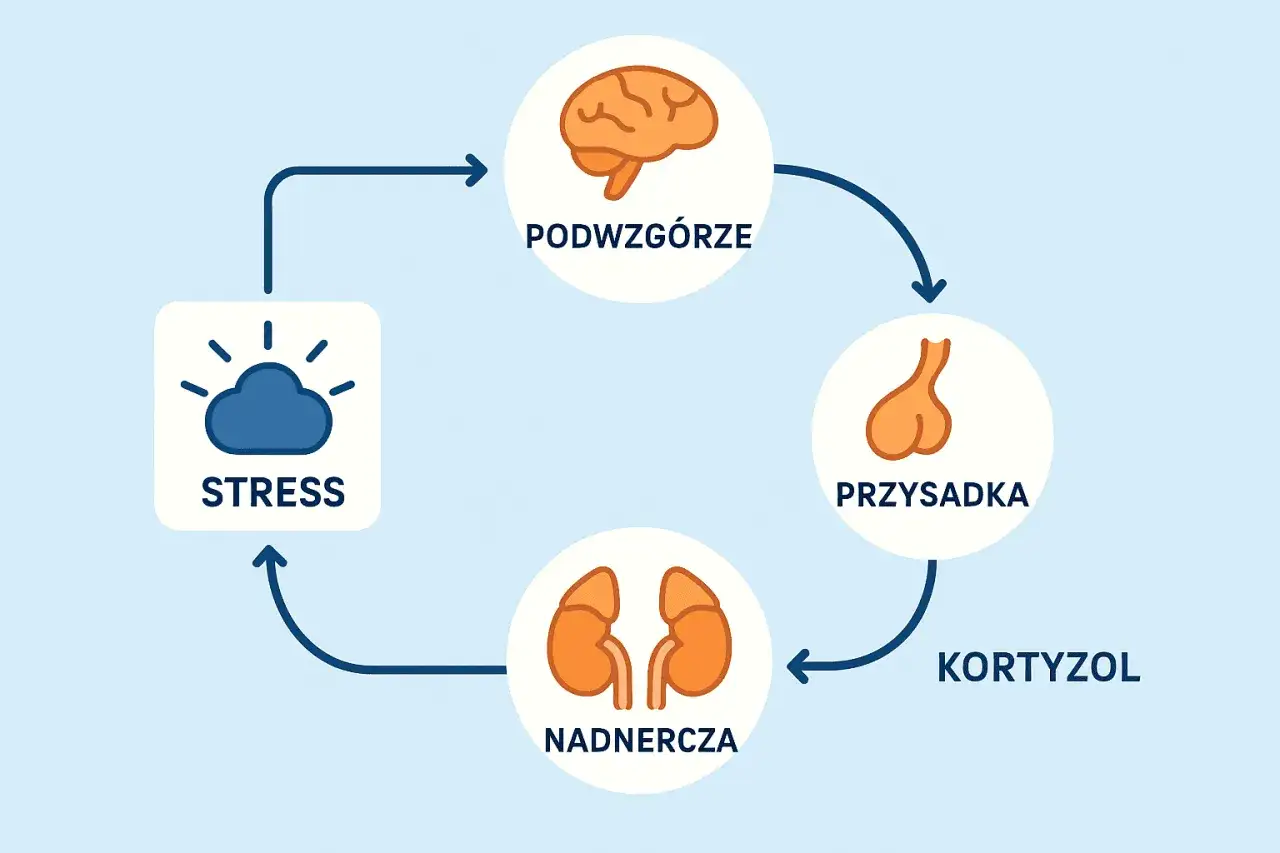 Cykl stresu: podwzg&oacute;rze, przysadka, nadnercza i kortyzol. Zaburzenia tych hormon&oacute;w mogą wpływać na depresję.