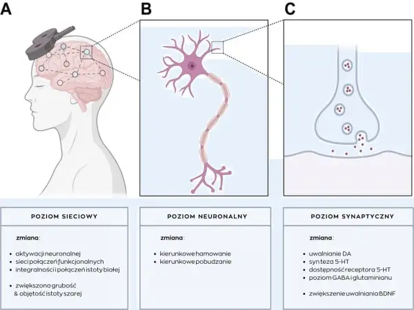 Ilustracja pokazuje schemat działania terapii TMS na mózg, neuron i synapsę, wyjaśniając zmiany na poziomie sieciowym, neuronalnym i synaptycznym.